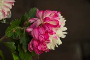 CHRYSANTHEMUM-24 (22)